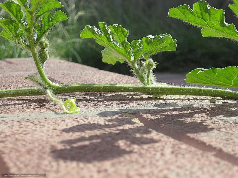 Watermelon vine on stone