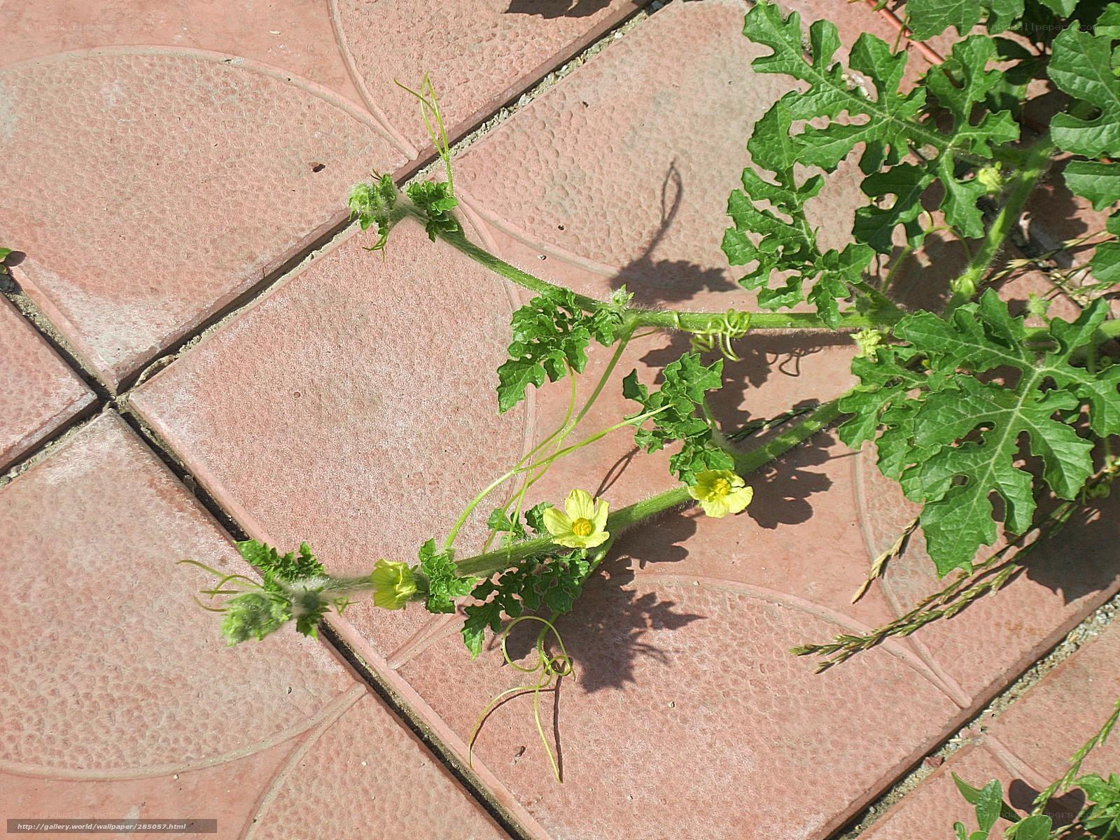 Watermelon vine with yellow flowers