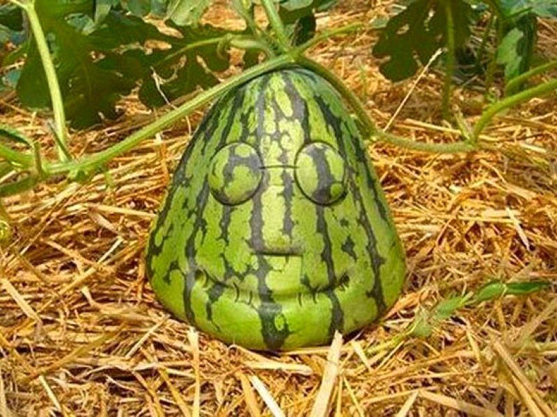 Watermelon with face shape