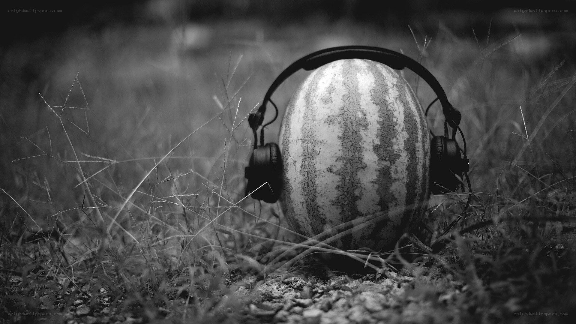 Watermelon with headphones in grass