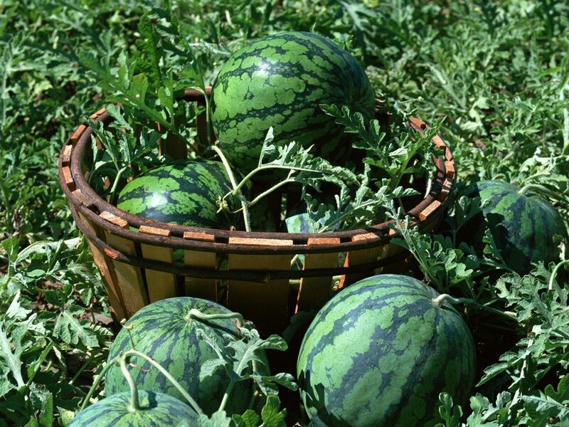 Watermelons in a basket