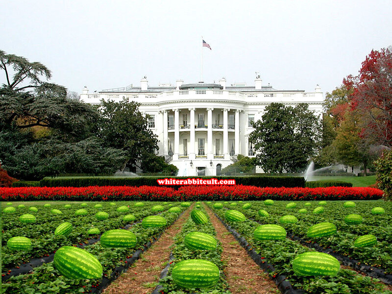 Watermelons in Field