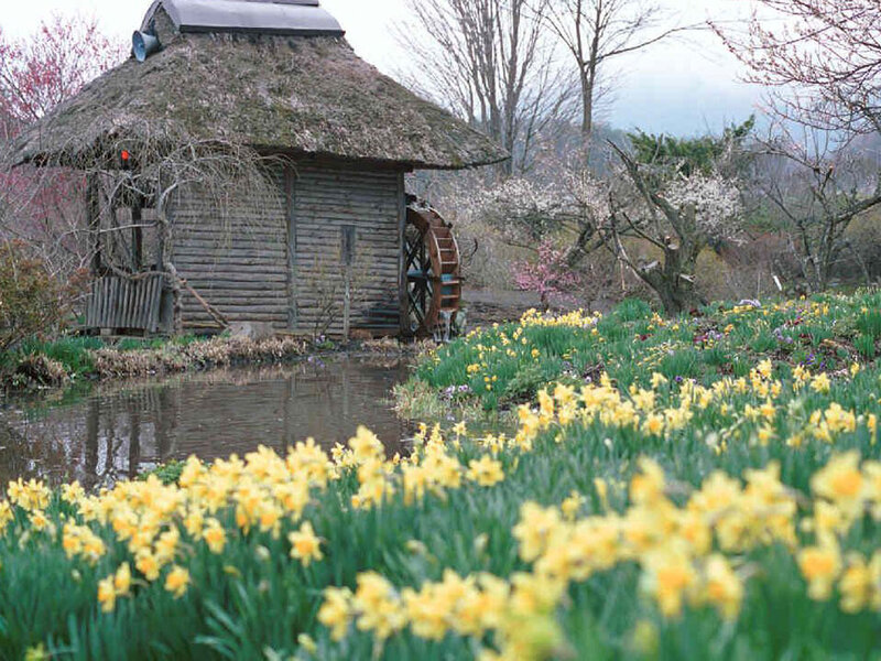 Watermill with daffodils