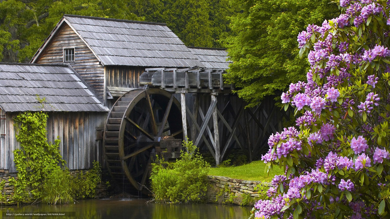 Watermill with purple flowers