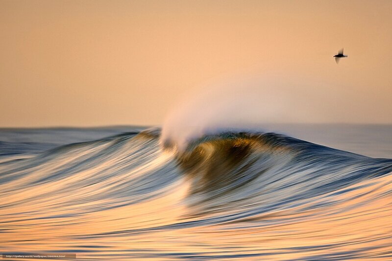 Wave at sunset with bird