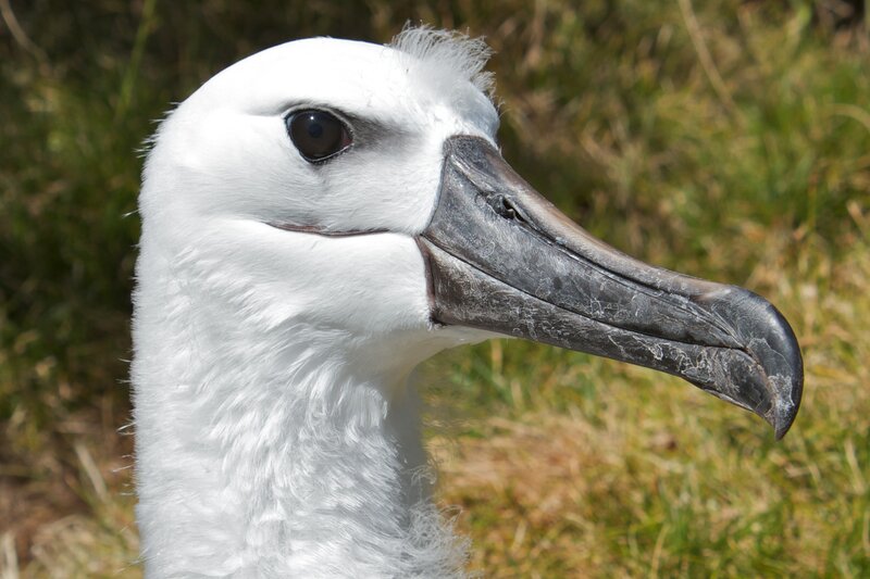 Waved Albatross Head