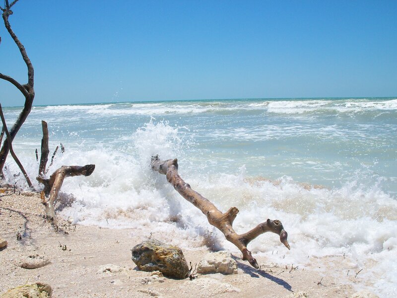 Waves crashing on driftwood beach