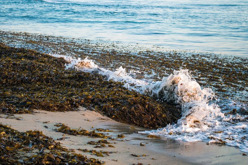 Waves Crashing on Seaweed