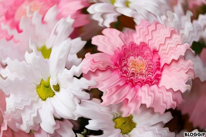 Wavy Pink and White Flowers