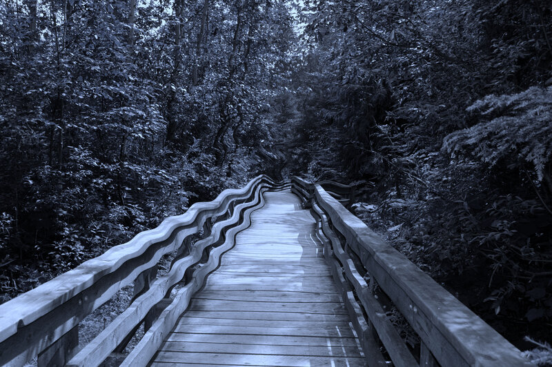 Wavy Wooden Boardwalk