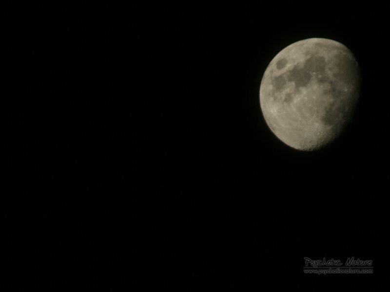 Waxing Gibbous Moon — Black