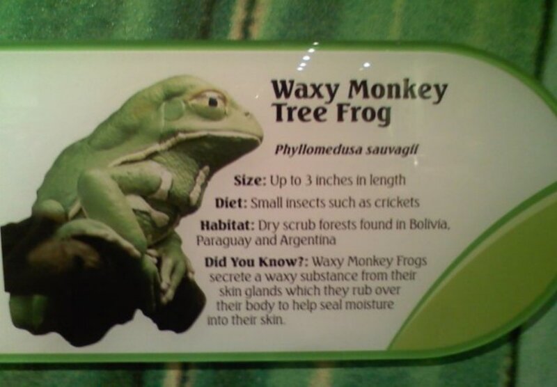 Waxy Monkey Tree Frog info