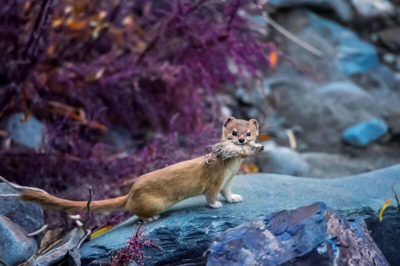 Weasel Holding Prey