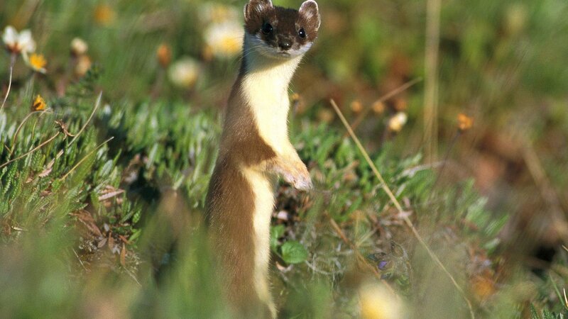 Weasel in a grassy field