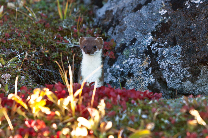 Weasel in Autumn