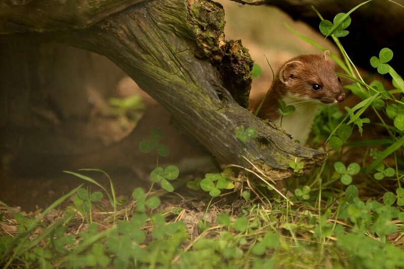 Weasel in clover under log