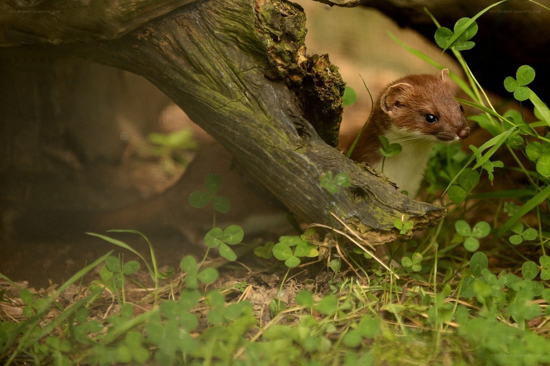 Weasel in clover under log