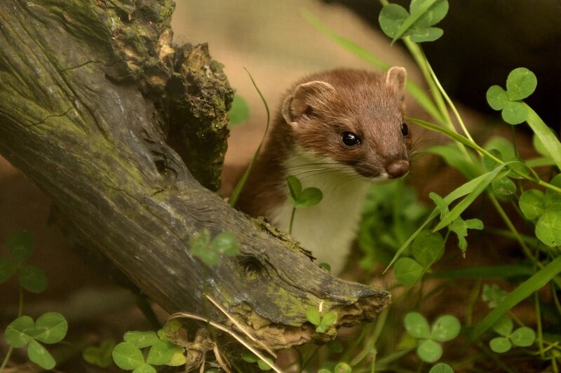 Weasel in Foliage — Brown