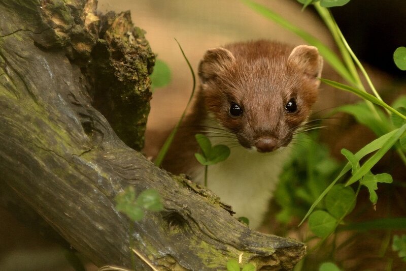 Weasel in Foliage