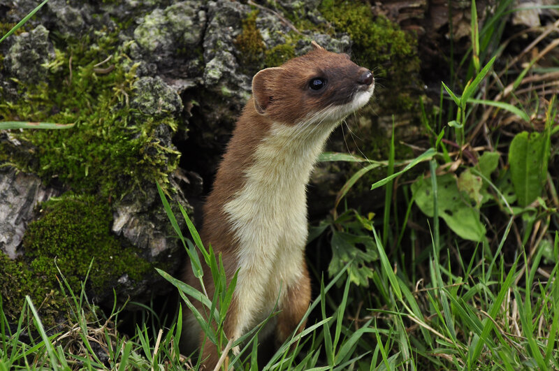 weasel in grassy area