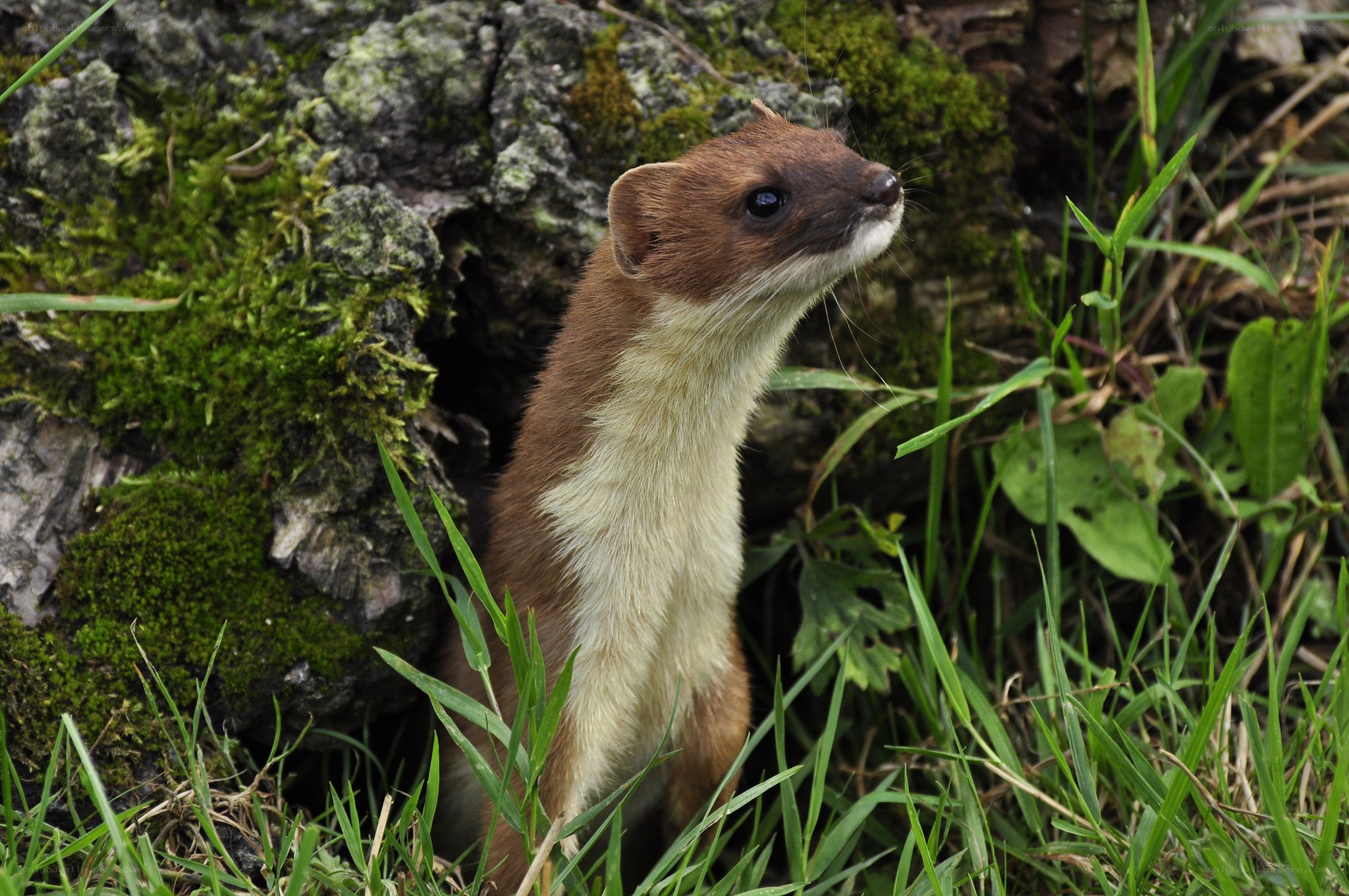 weasel in grassy area