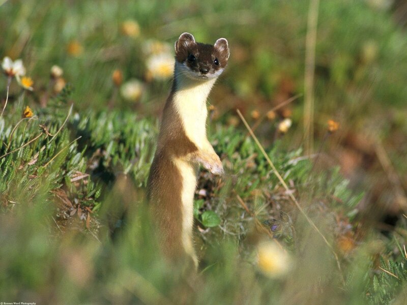 weasel in grassy field
