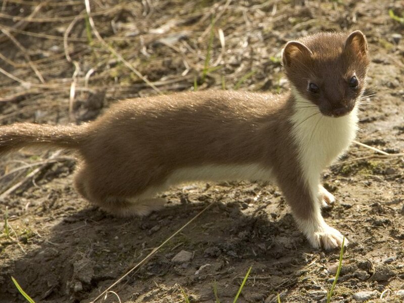 Weasel in natural habitat