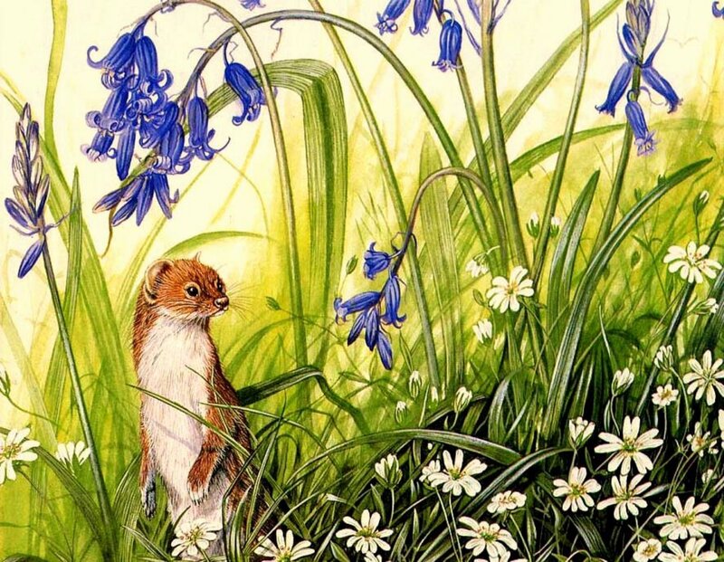 Weasel in Wildflowers