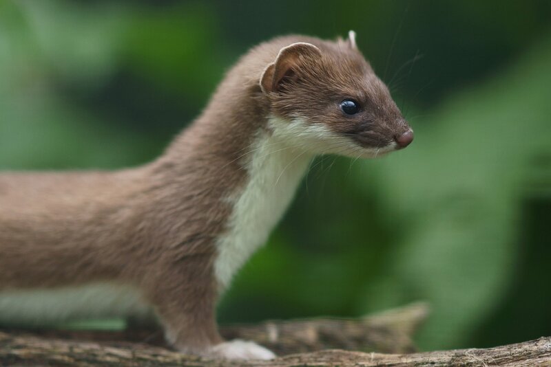 Weasel on a branch