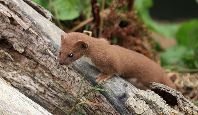 Weasel on a Log