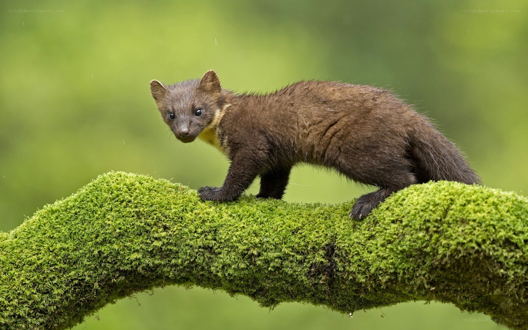 Weasel on a mossy branch