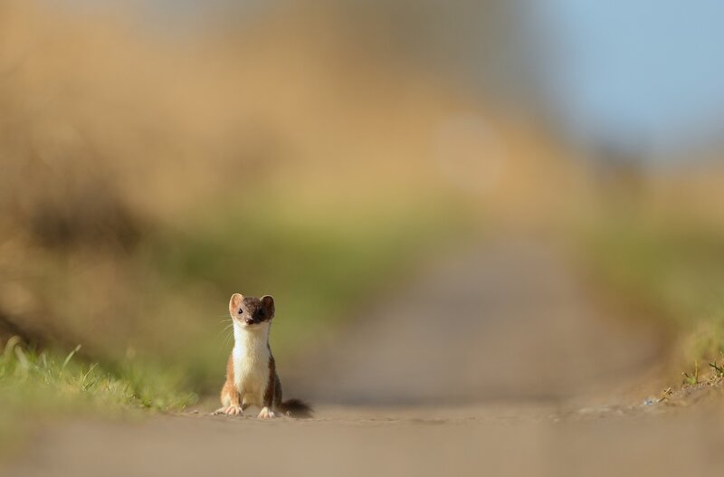 Weasel on a Path
