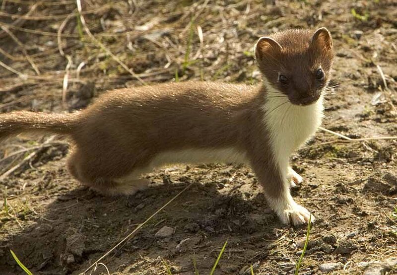 Weasel on Dirt Ground