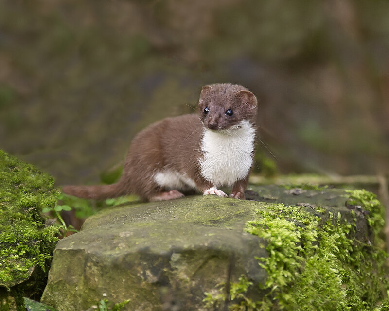 Weasel on Mossy Rock