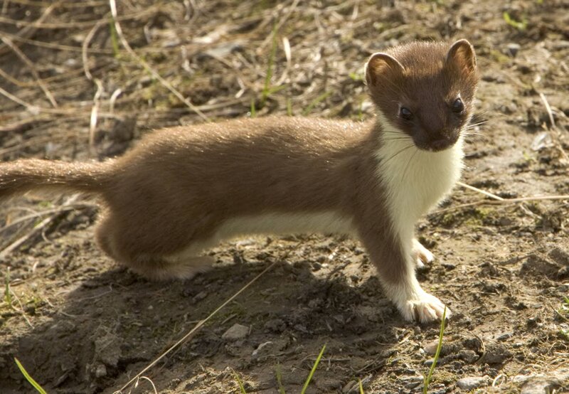 Weasel on Muddy Ground