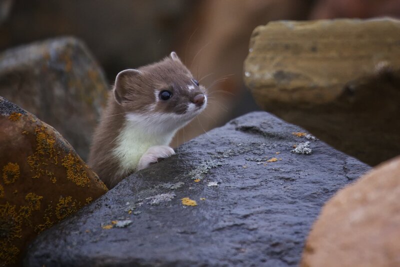 Weasel on Rocks
