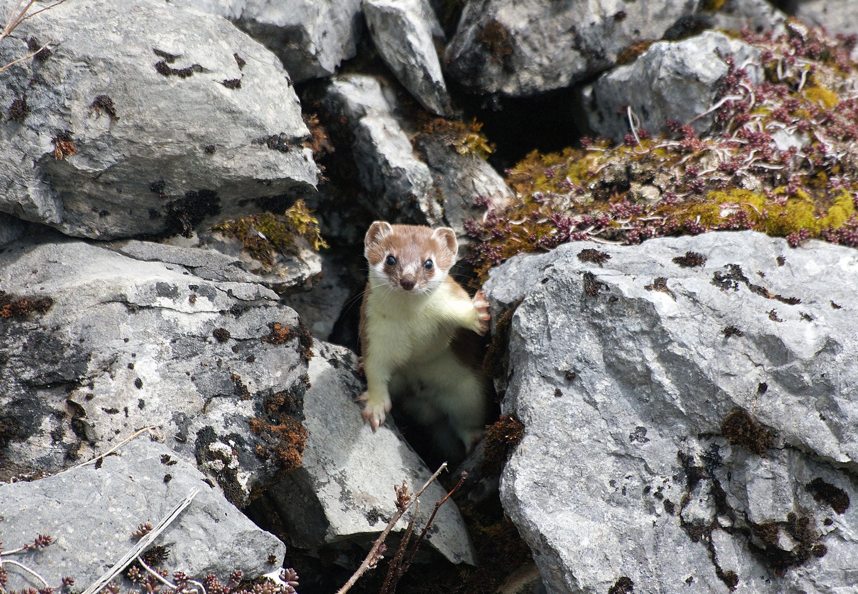 Weasel on rocky terrain