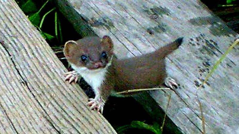 Weasel on Wooden Log