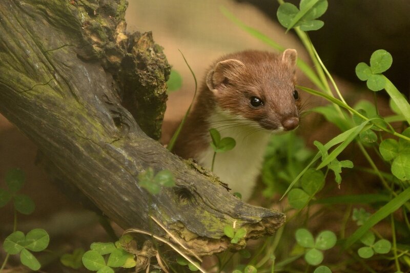 Weasel peeking from log