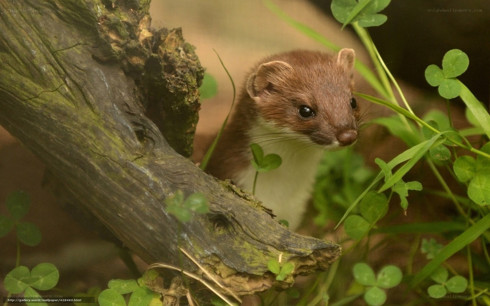 Weasel peeking from tree