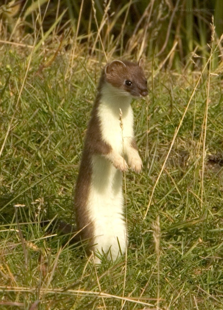 weasel standing in grass