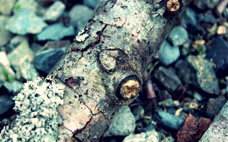 weathered branch on pebbles