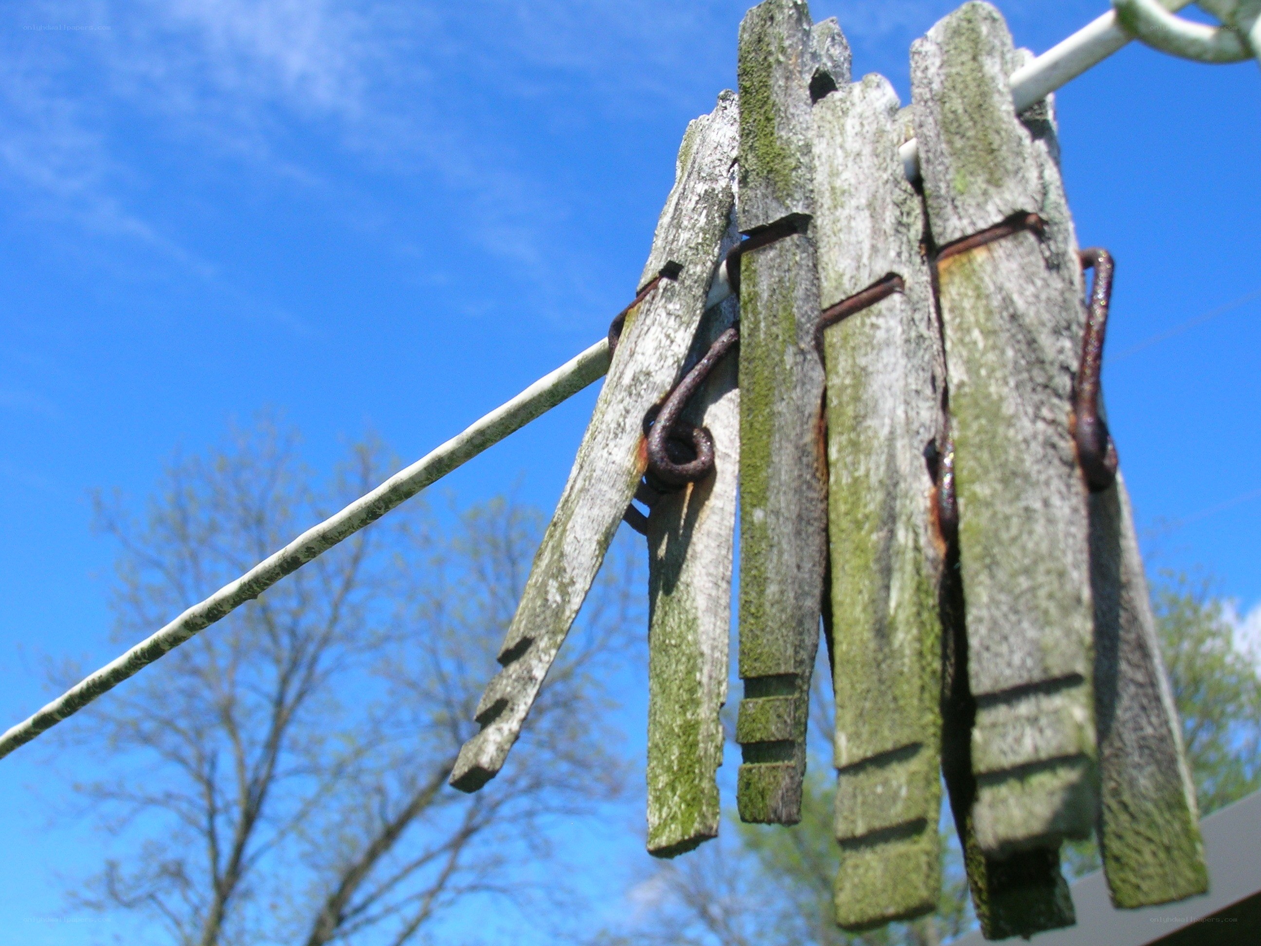 weathered clothespins on a line