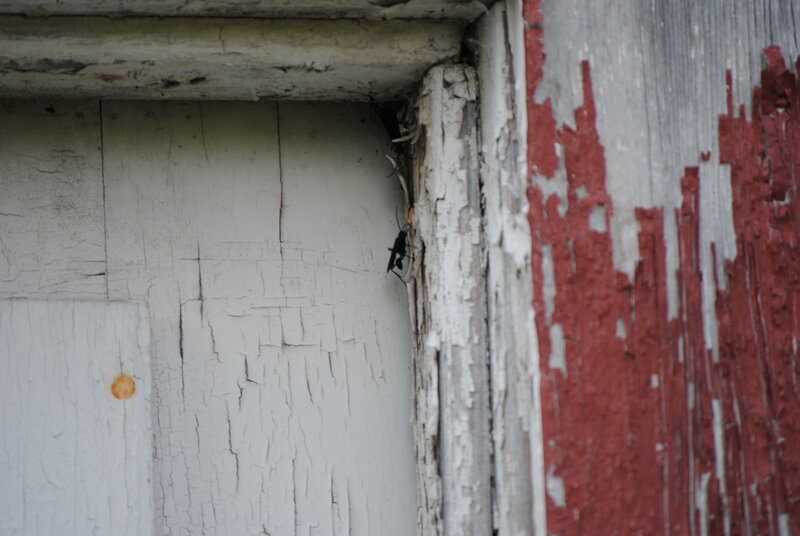 weathered door with insects
