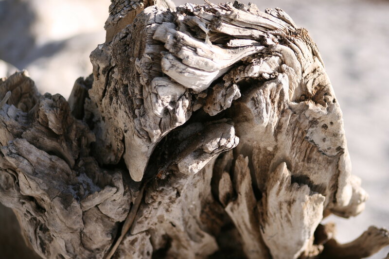 weathered driftwood close-up