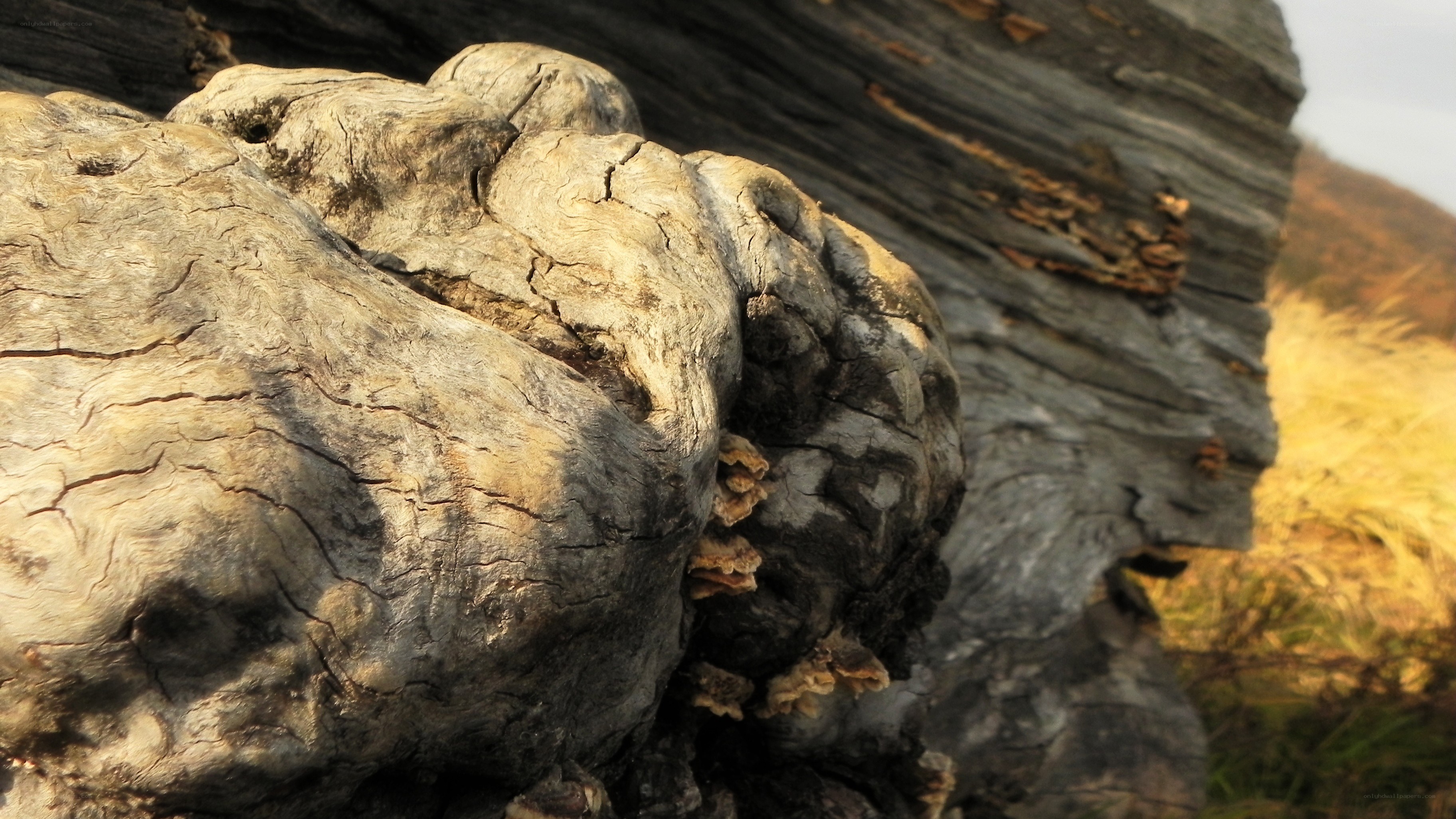 weathered driftwood on a beach