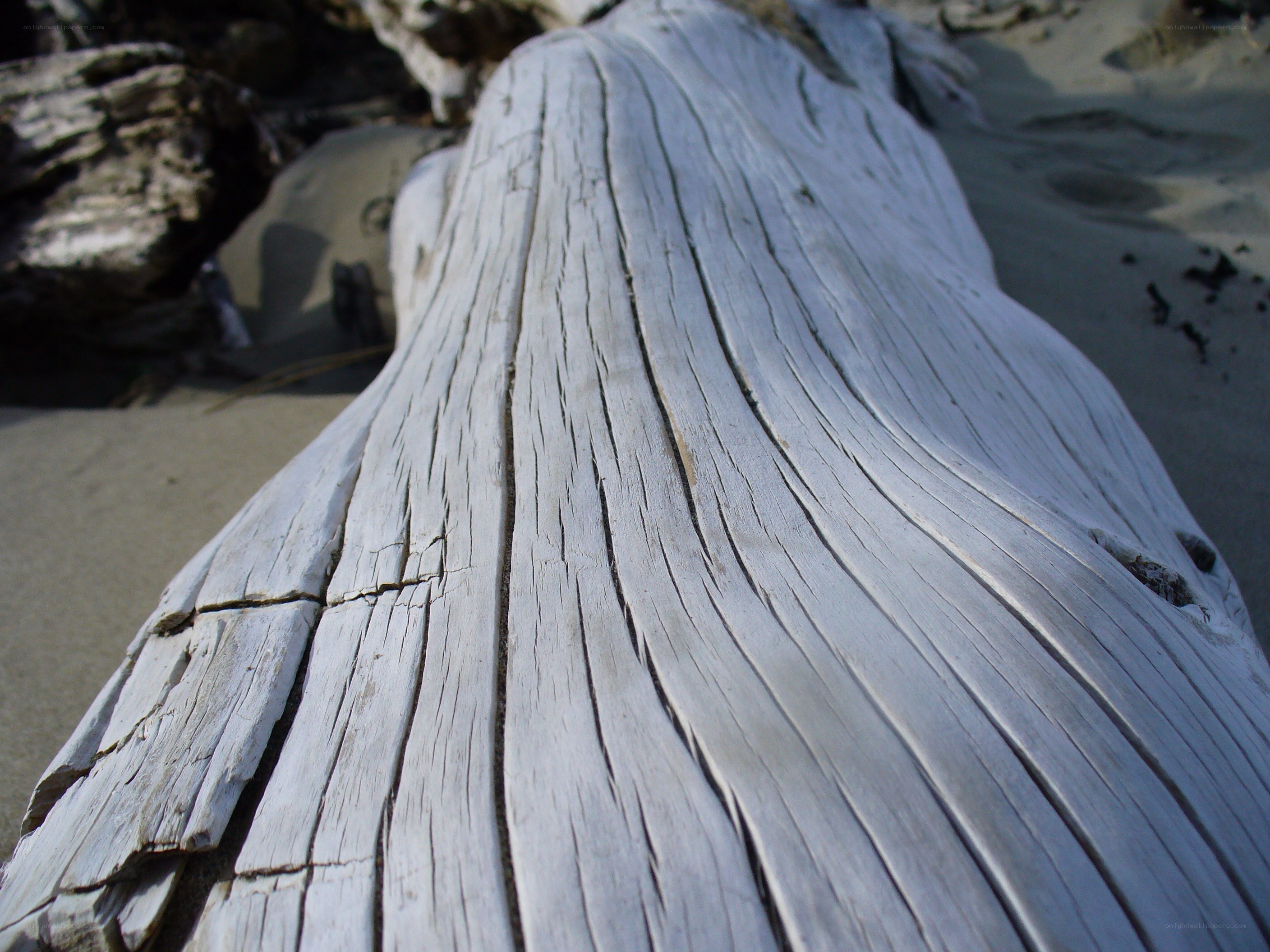 weathered driftwood on beach