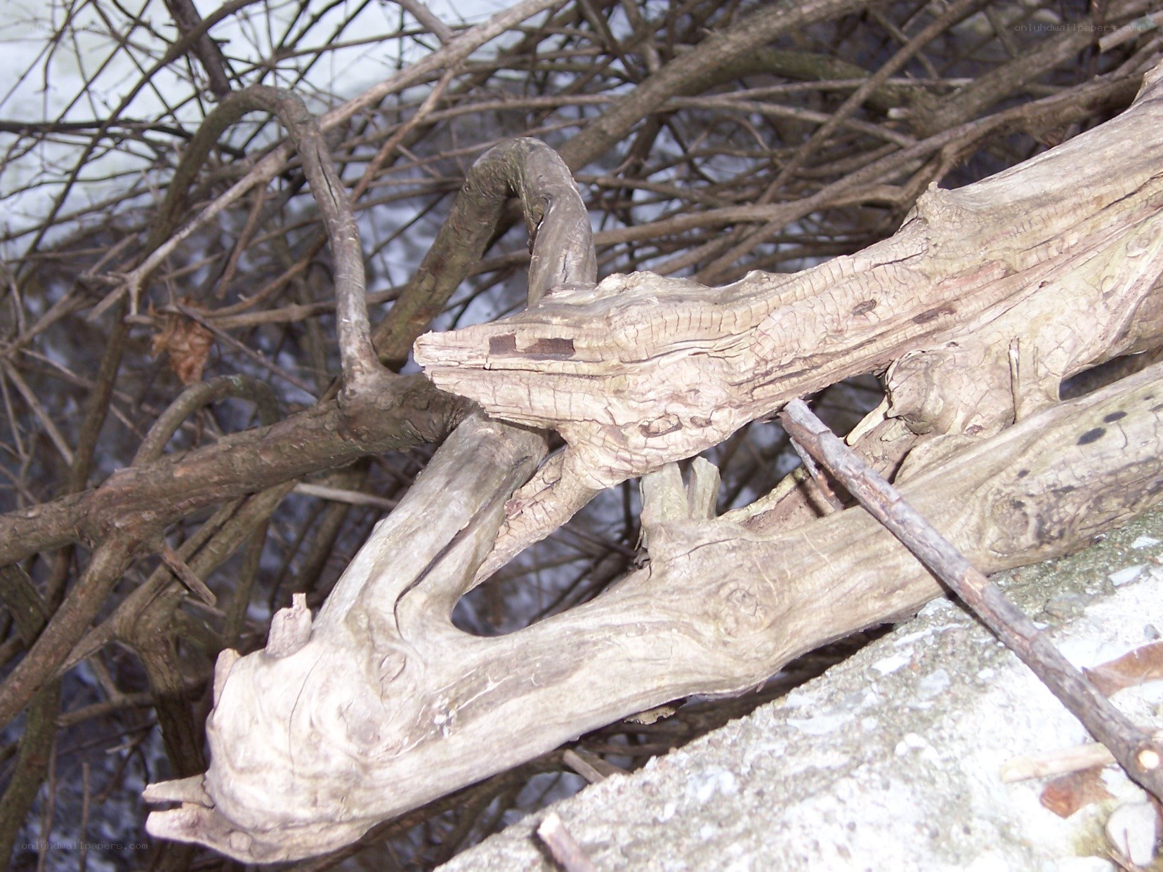 weathered driftwood on snowy ground