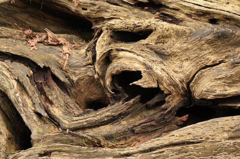 weathered driftwood texture