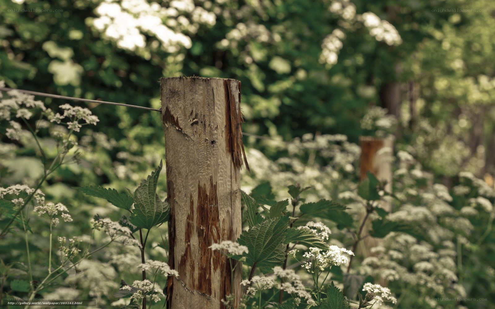 Weathered fence post in wildflowers